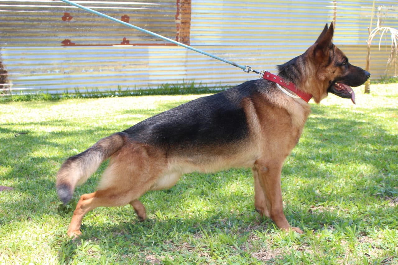 Cachorros Pastor Alemán