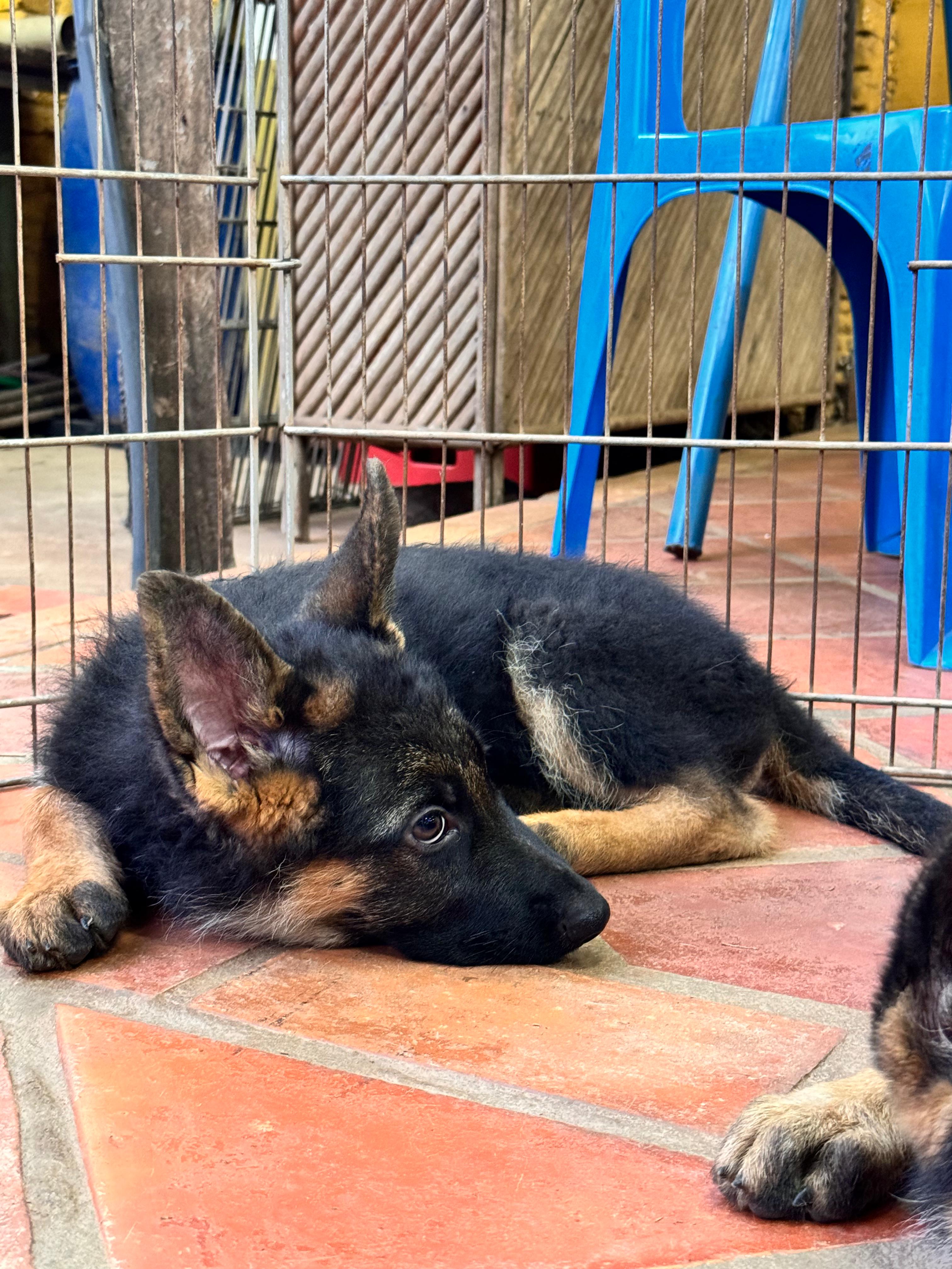 Cachorro Paraguay