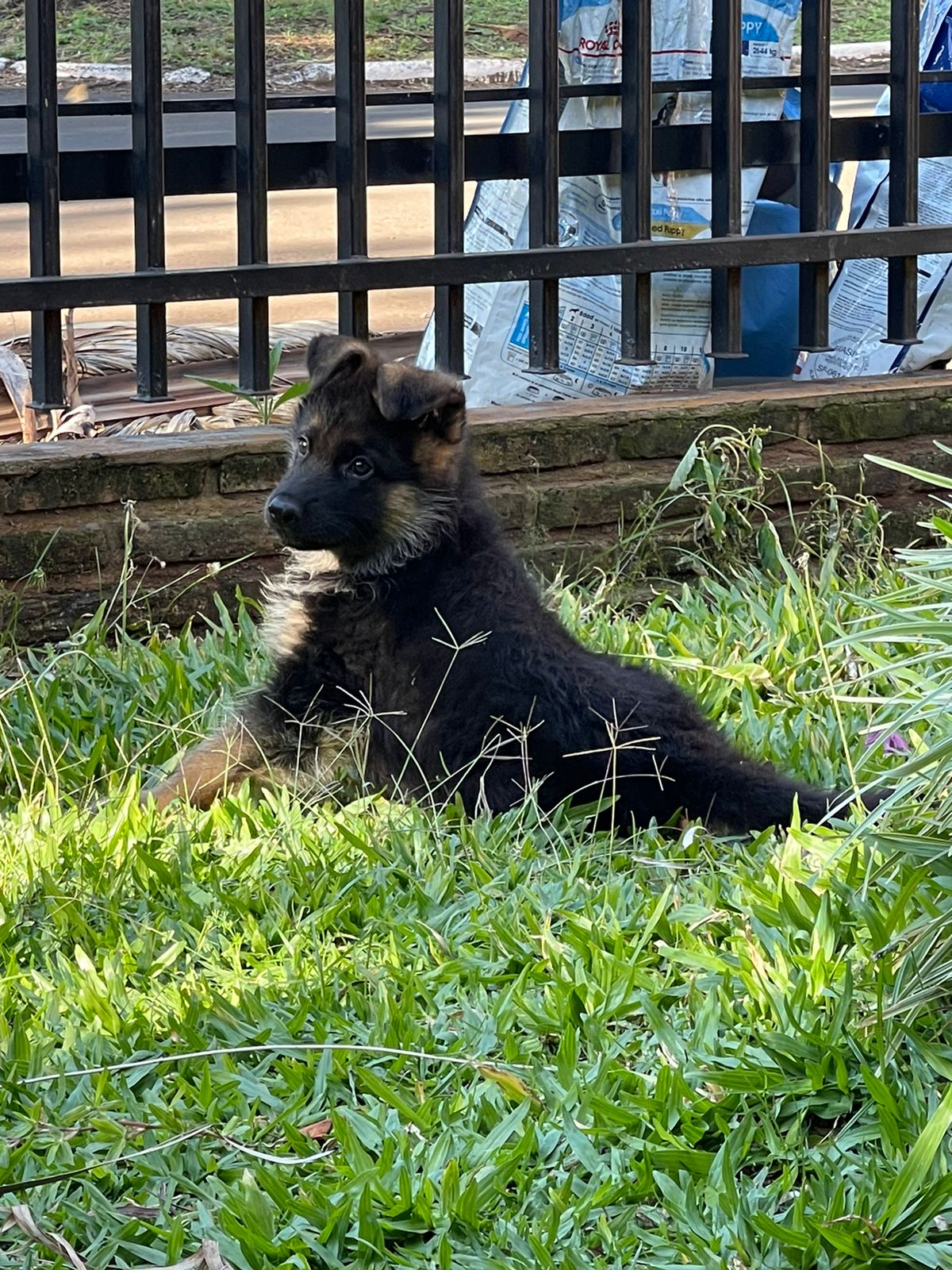 Cachorro 2024