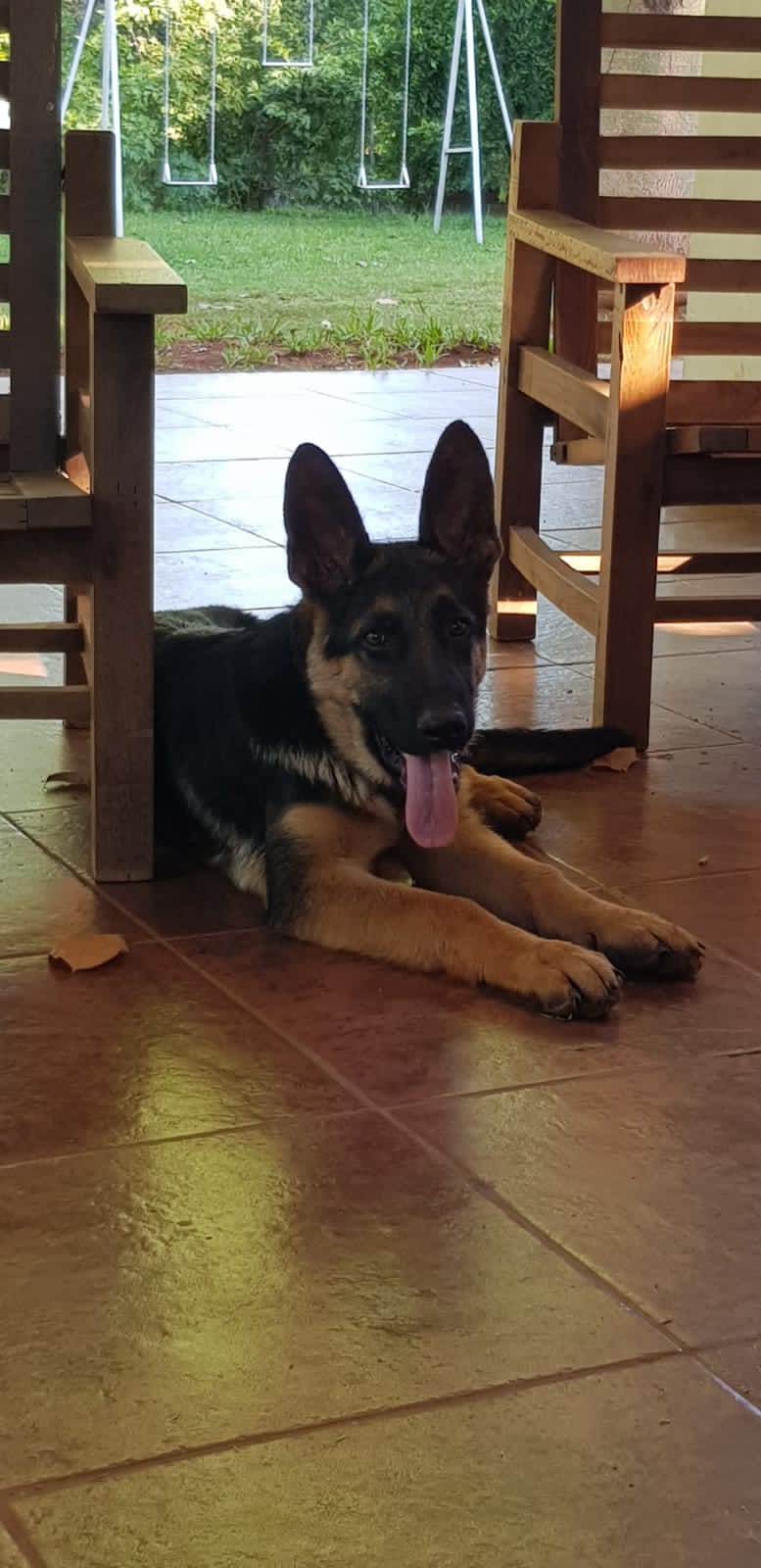 Cachorro Pastor Alemán
