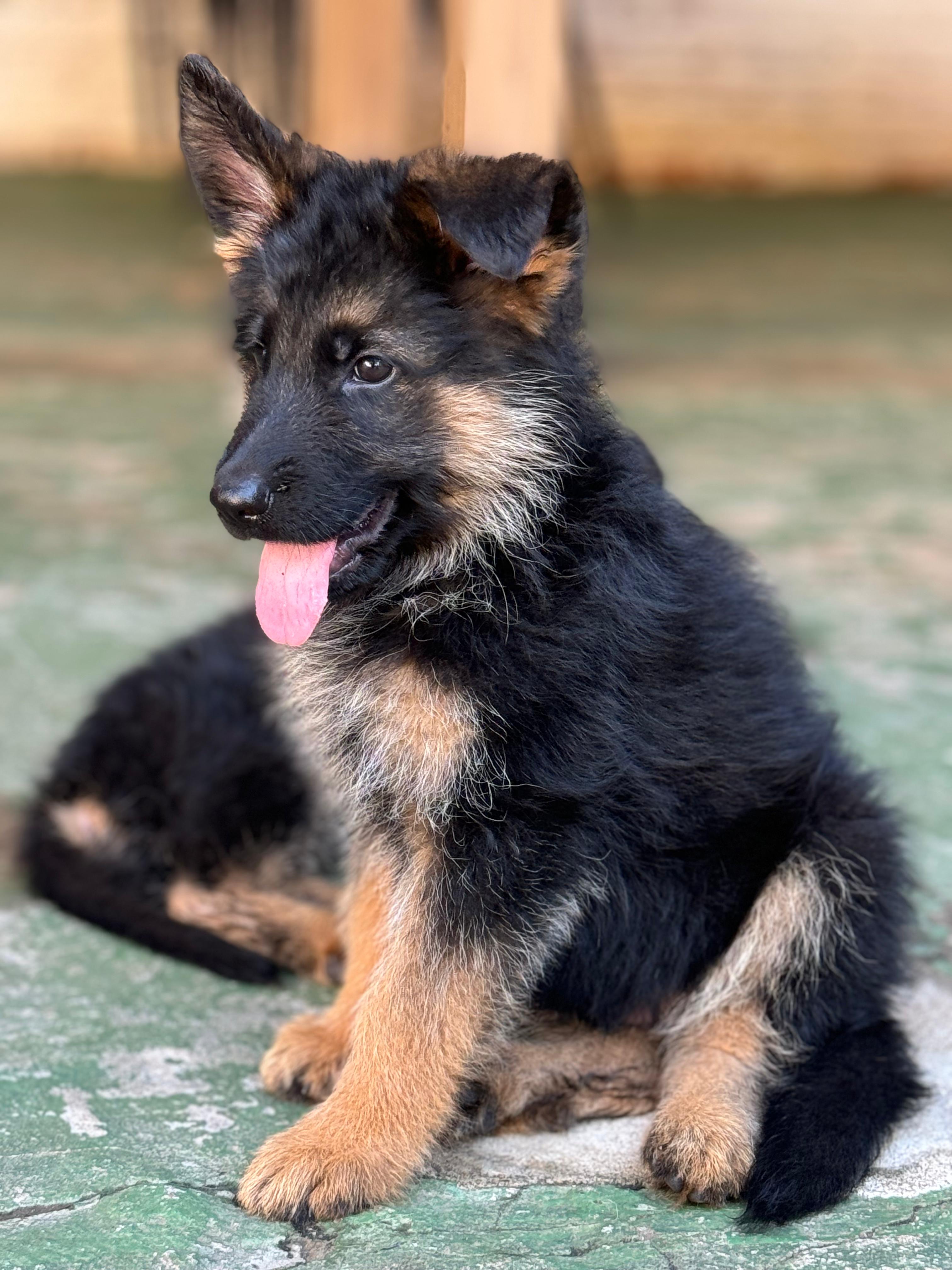 Cachorro Pastor Alemán