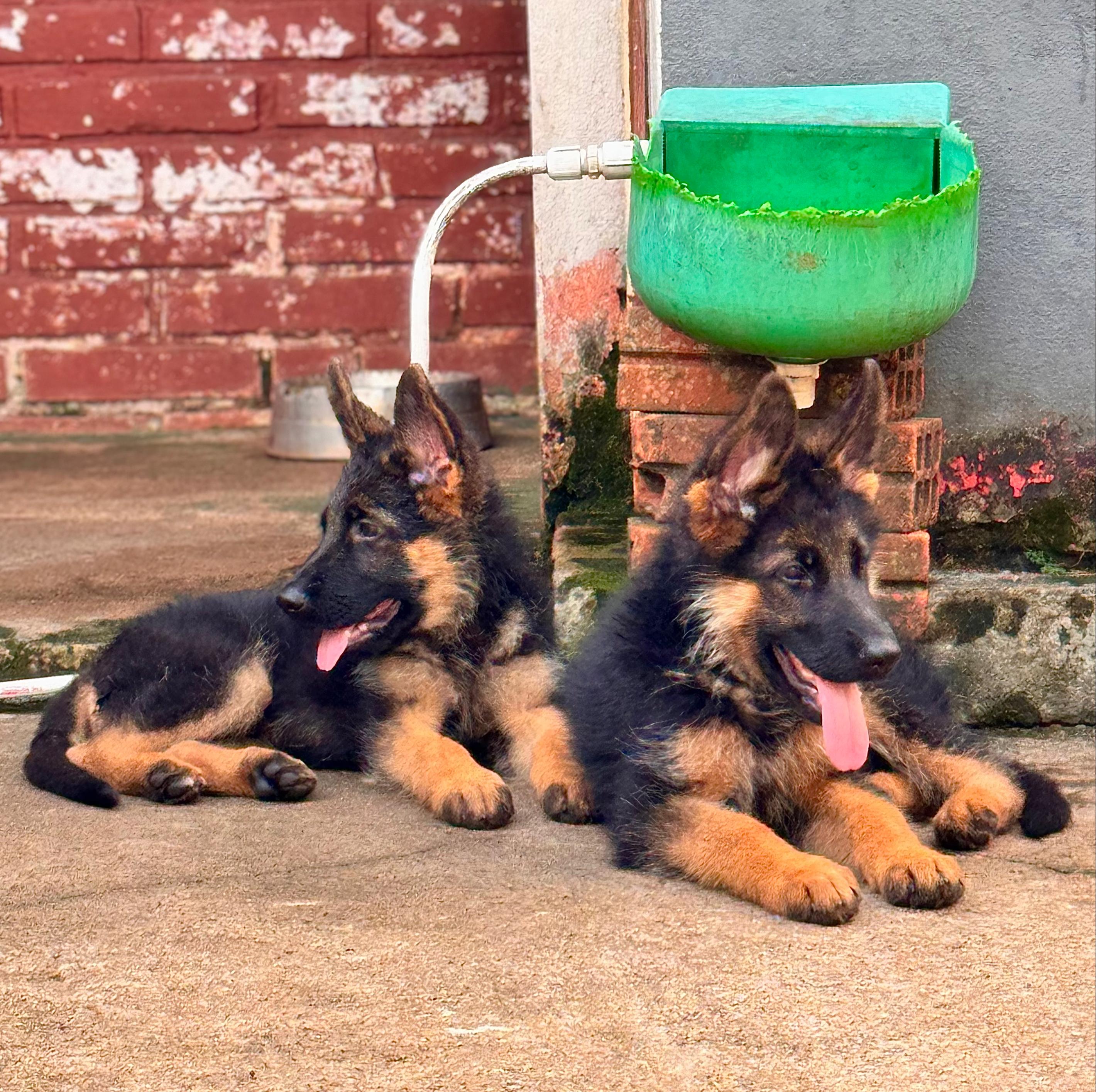 Cachorro Pastor Alemán pedigree