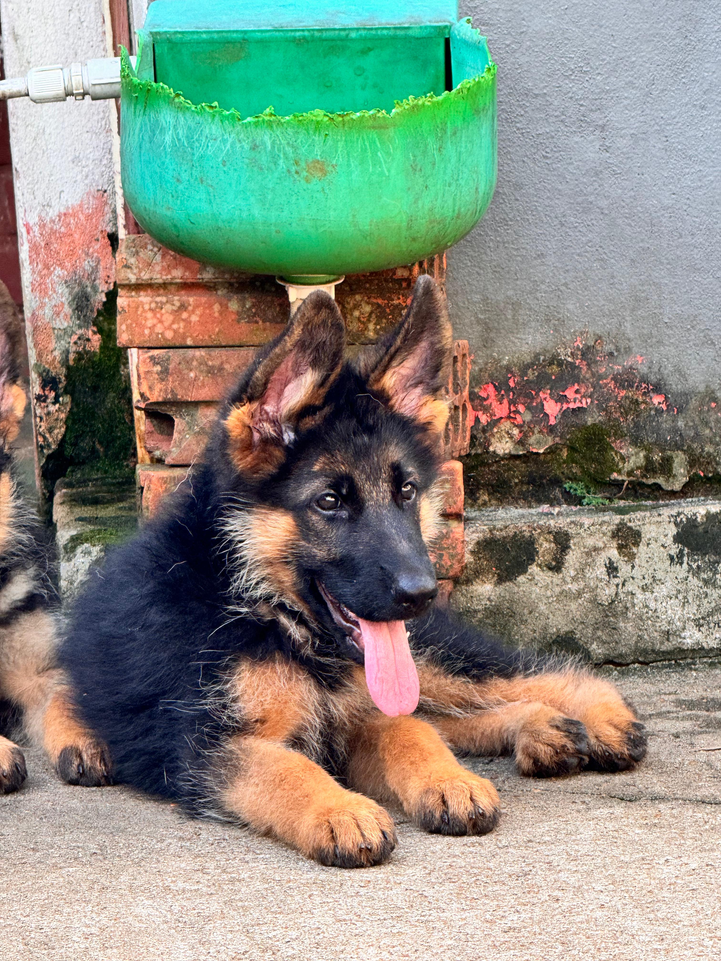 Cachorro Der Maldon's Can