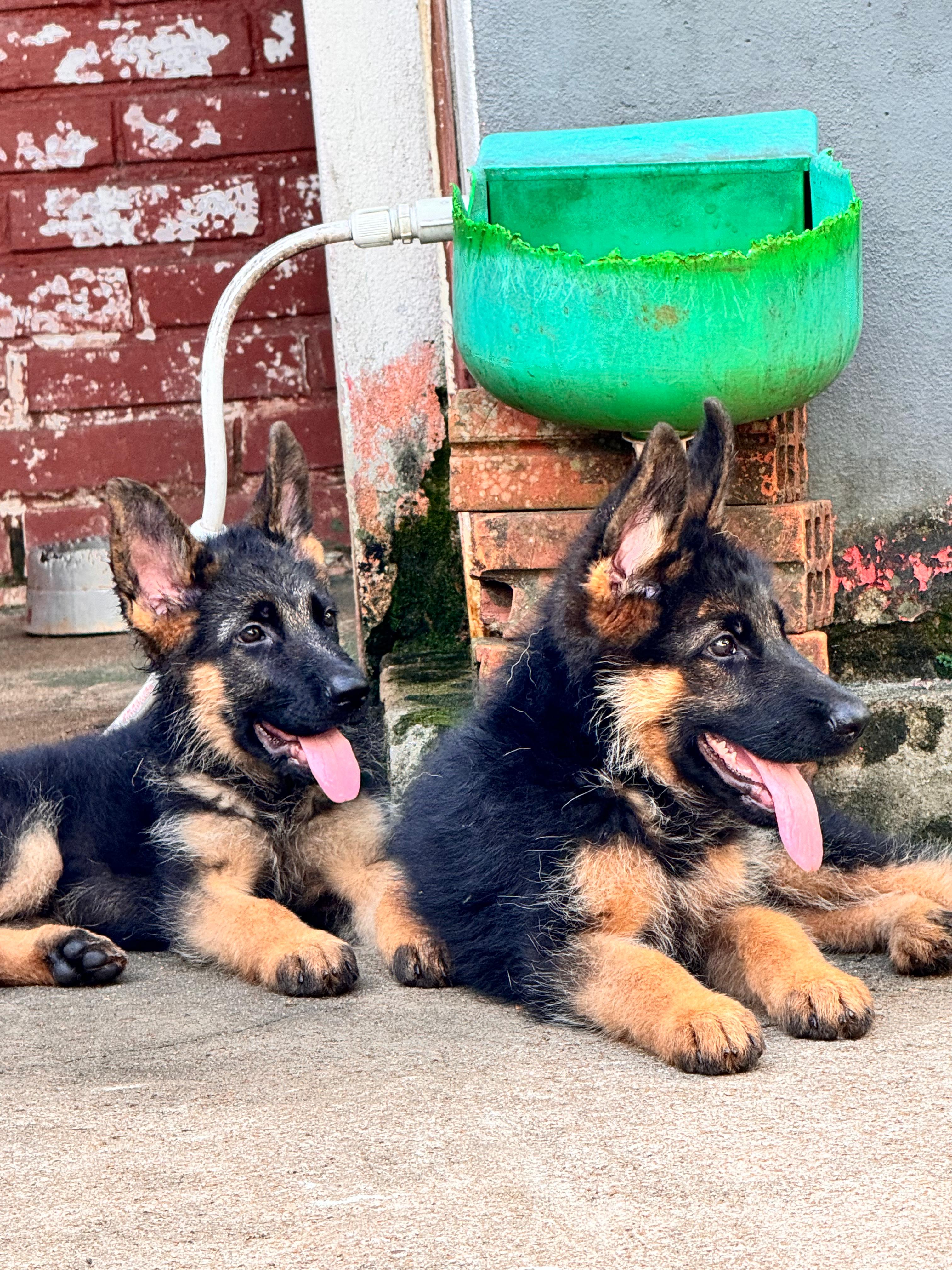 Cachorro Pastor Alemán