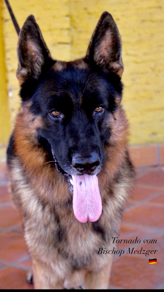 Cachorro Pastor Alemán Diciembre 2024